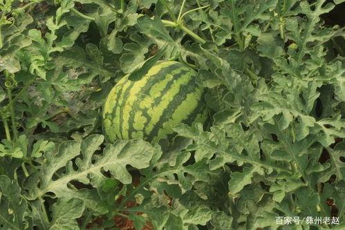 二茬瓜可以吃,美味与营养的双重享受