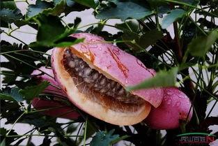 月月吃八月瓜,八月瓜的甜蜜时光