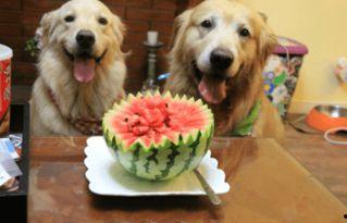 狗吃瓜有事吗,揭秘宠物饮食中的趣味与学问