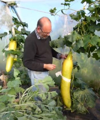 吃瓜吐子,揭秘娱乐圈的甜蜜与苦涩