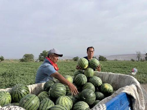 西宁城北吃瓜,夏日吃瓜盛宴，尽享清凉时光