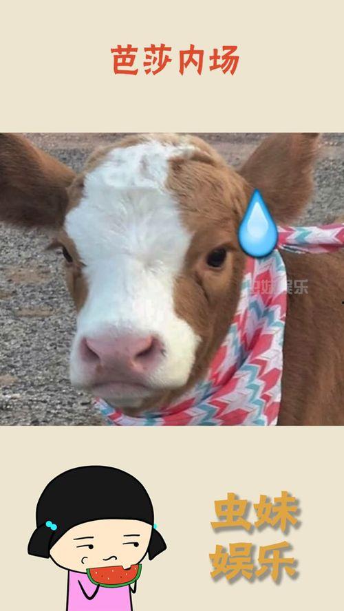 带你吃高端瓜 抖音,带你领略抖音“高端瓜”的魅力世界