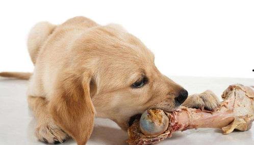 狗吃籽瓜,探寻狗狗的独特饮食习惯 第3张 狗吃籽瓜,探寻狗狗的独特饮食习惯 第3张