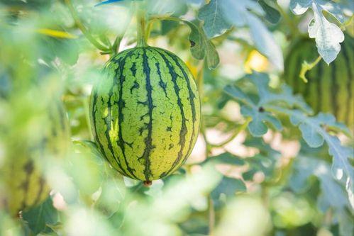 文登师范吃瓜,揭秘校园里的那些事儿