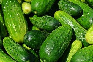 梦见摘瓜又吃瓜,摘瓜与食瓜的奇幻之旅