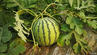 梦见摘瓜又吃瓜,摘瓜与食瓜的奇幻之旅