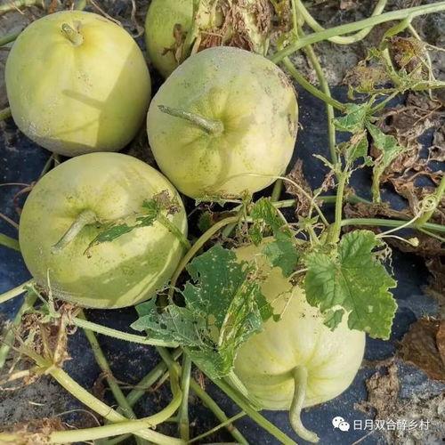 吃瓜线下,一场线下狂欢的幕后真相