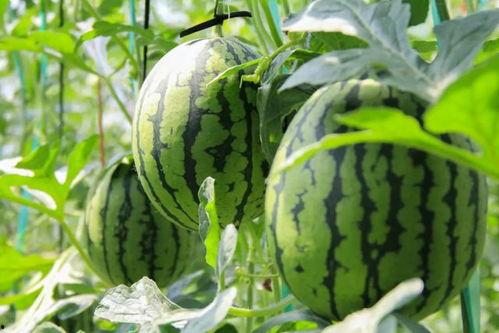 吃瓜费加入,网络热议背后的真相与反思  第2张