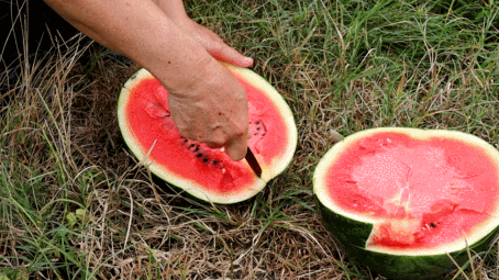 沙集吃瓜比赛,一场夏日里的欢乐盛宴
