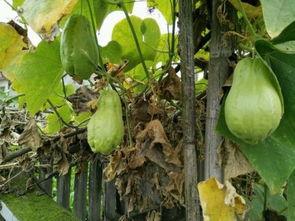 吃瓜洗耳朵,揭秘娱乐圈幕后故事