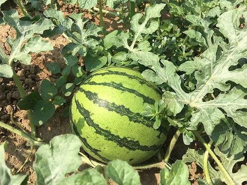 吃瓜洗耳朵,揭秘娱乐圈幕后故事