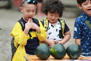 吃瓜占卜娃,趣味占卜背后的神秘力量  第2张