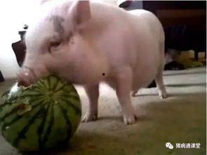 伊丽莎白猪吃瓜 第2张 伊丽莎白猪吃瓜 第2张