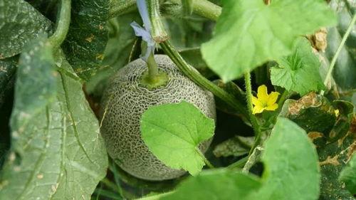 奇葩叶子带你吃瓜,奇葩叶子带你领略吃瓜界的奇闻异事