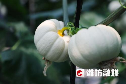 潍坊倩倩吃瓜,瓜界新宠，吃瓜达人风采独树一帜  第1张