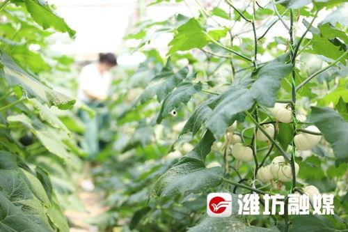 潍坊倩倩吃瓜,瓜界新宠，吃瓜达人风采独树一帜  第3张