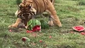 虎咬瓜怎么吃,探索传统美食的烹饪艺术