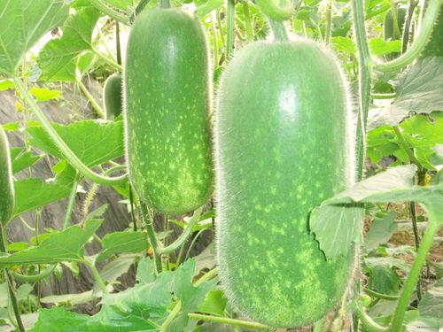 阿璨吃大瓜,娱乐圈大瓜背后的真相  第1张