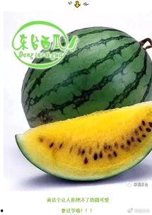 学渣吃瓜大会,揭秘校园里的“瓜田”趣事