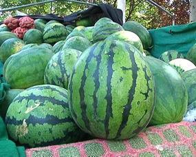 怎么才叫吃瓜,揭秘“吃瓜”背后的真相与乐趣  第2张