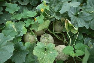 吃哈密瓜也是吃瓜子吗,一瓜一子的美味之旅