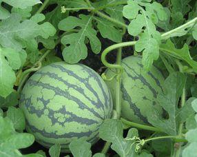 孕妇可以吃凤瓜,凤瓜的营养与食用指南