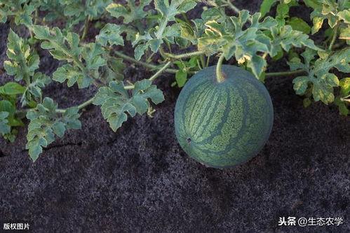 整治吃瓜,共建清朗网络空间