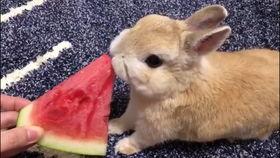 兔子吃荧光瓜图片,兔子们的奇幻美食之旅