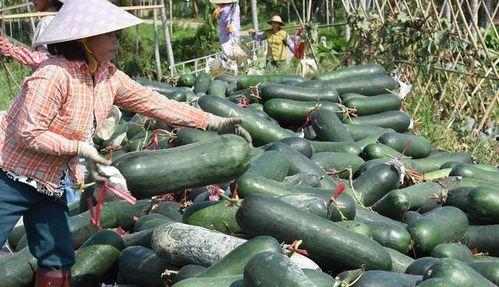 吃瓜下树,揭秘娱乐圈的幕后故事