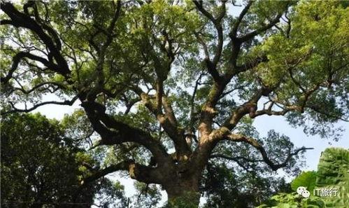 吃瓜下树,揭秘娱乐圈的幕后故事