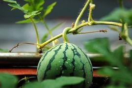 宁夏瓜不够自己吃,自给自足有余