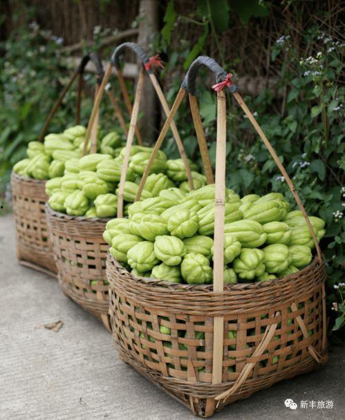 吃瓜引佛,揭秘佛学智慧在日常生活中的奇妙应用