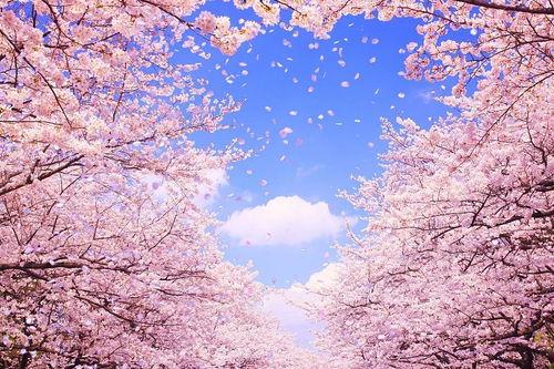 qq樱花岛吃瓜,揭秘网络红人的瓜田盛宴