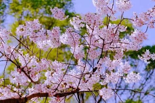 qq樱花岛吃瓜,揭秘网络红人的瓜田盛宴