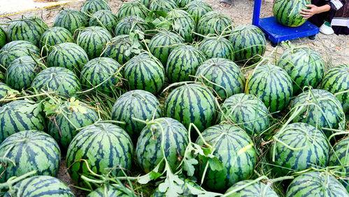 湖北人吃瓜吃到自己身上,湖北人吃瓜吃到自己身上的尴尬瞬间