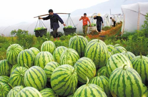 开花还吃瓜,共享自然之美