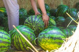 幸福吃瓜,揭秘美食背后的幸福密码