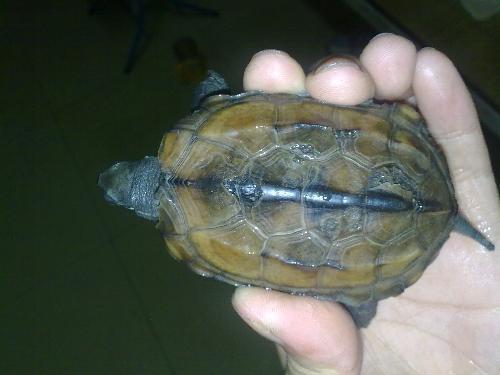 乌龟吃白瓜吗怎么吃啊,食用方法全解析