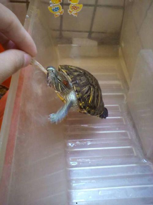 乌龟吃白瓜吗怎么吃啊,食用方法全解析