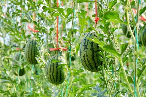 人吃瓜在哪里找瓜,揭秘人吃瓜的最佳地点