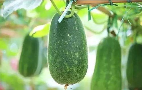 人吃瓜在哪里找瓜,揭秘人吃瓜的最佳地点