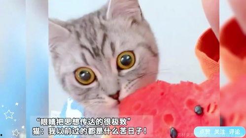表情包小猫吃瓜,揭秘娱乐圈那些事儿