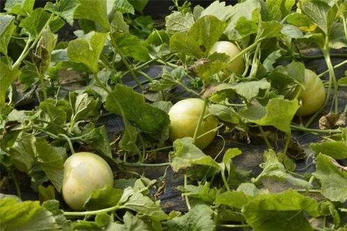 农民收瓜吃甜瓜