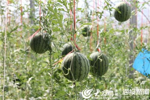 瓜哥吃瓜竹子视频,揭秘竹子背后的秘密与趣味