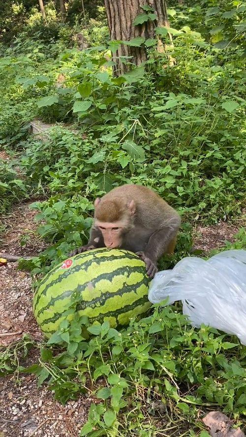 瓜哥吃瓜竹子视频,揭秘竹子背后的秘密与趣味