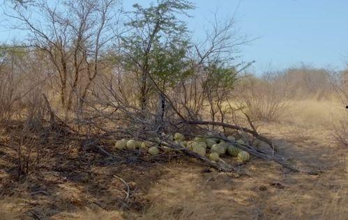 河南大型吃瓜现场,全民共享的夏日盛宴