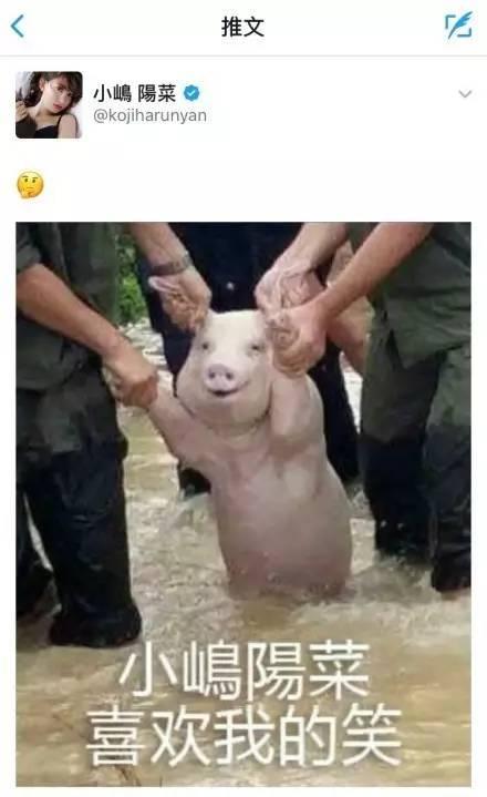 吃瓜猪,揭秘娱乐圈背后的那些事儿