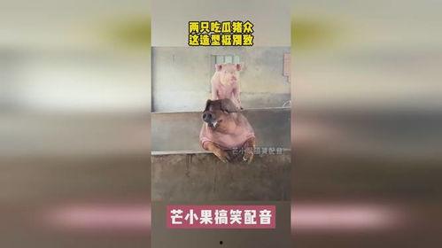 吃瓜猪,揭秘娱乐圈背后的那些事儿