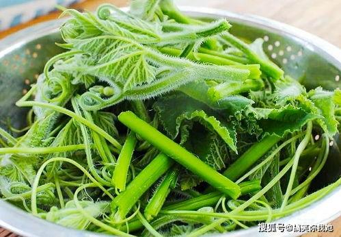 吃棚瓜尖,探寻农家美食的秘密