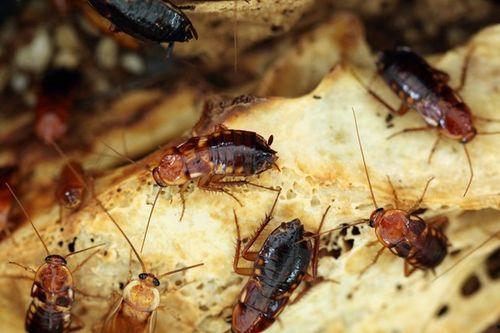 怎样消灭吃瓜叶的守瓜虫,根除瓜叶守瓜虫的困扰